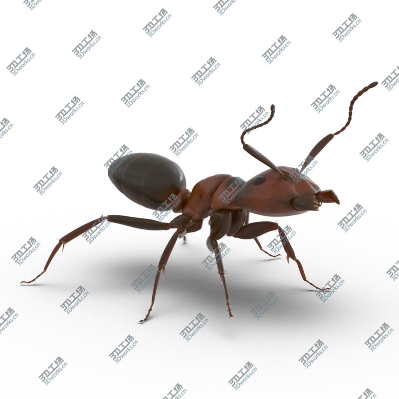 images/goods_img/202104092/Red Ant Rigged for Maya/5.jpg